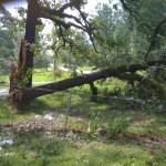 Jess's Parents' Neighbor's Tree after Gustav