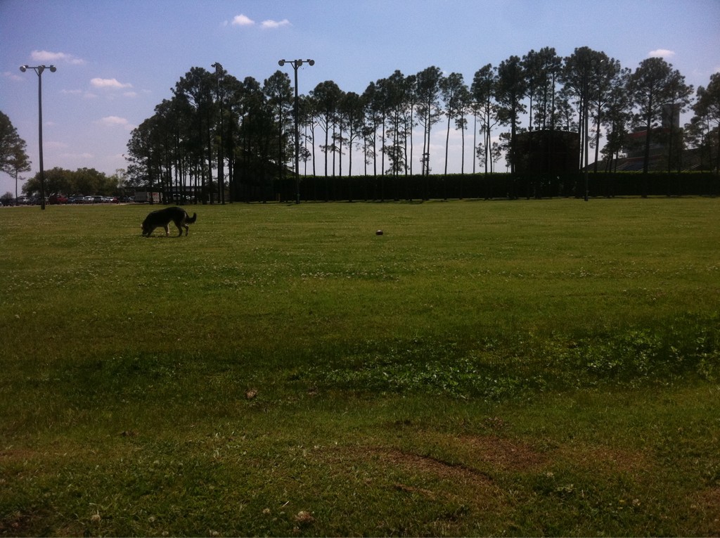 Extra paws to help finish my dev…