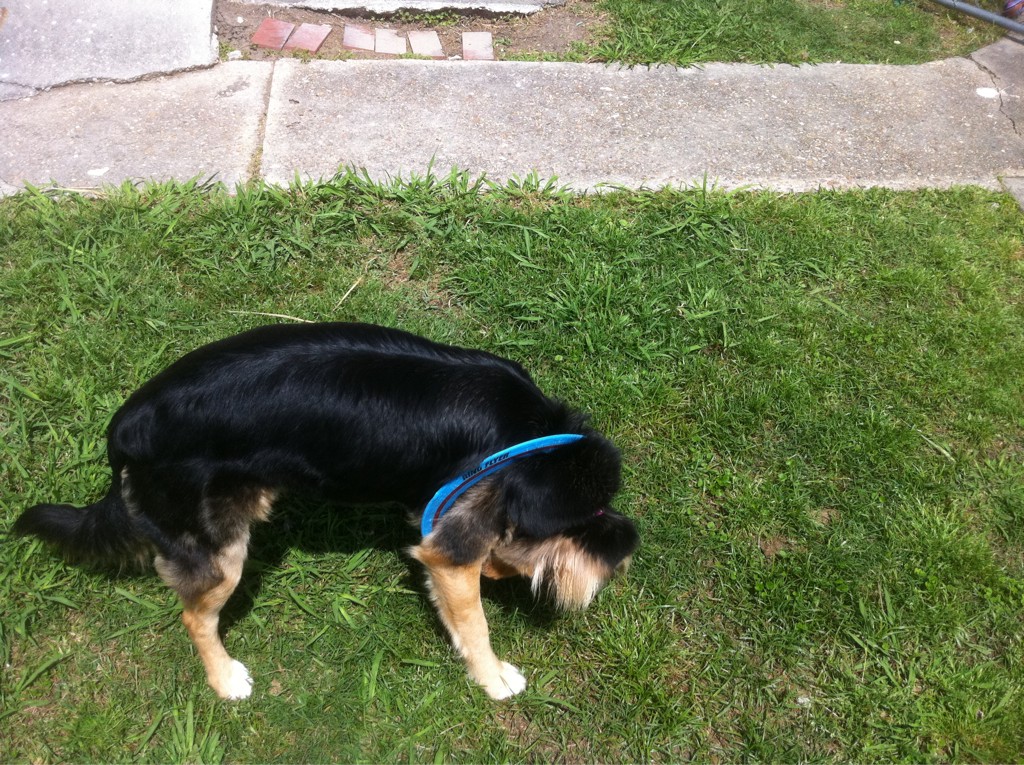 One last dog picture. She’s kinda…