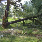 Jess's Parents' Neighbor's Tree after Gustav