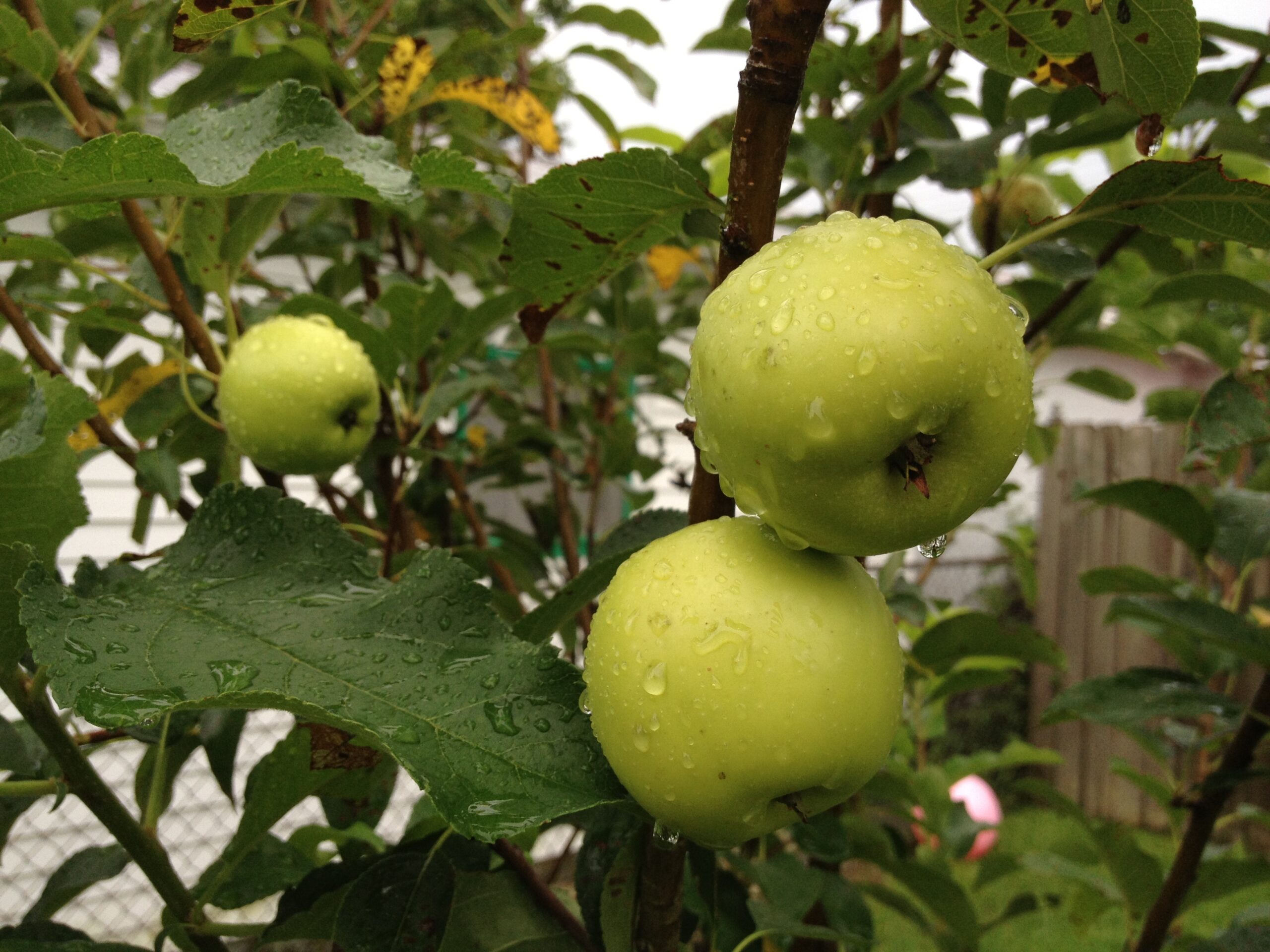 South Louisiana apples in the rain